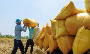 Giá gạo xuất khẩu xuống thấp nhất 4 năm Giá gạo xuất khẩu xuống thấp nhất 4 năm